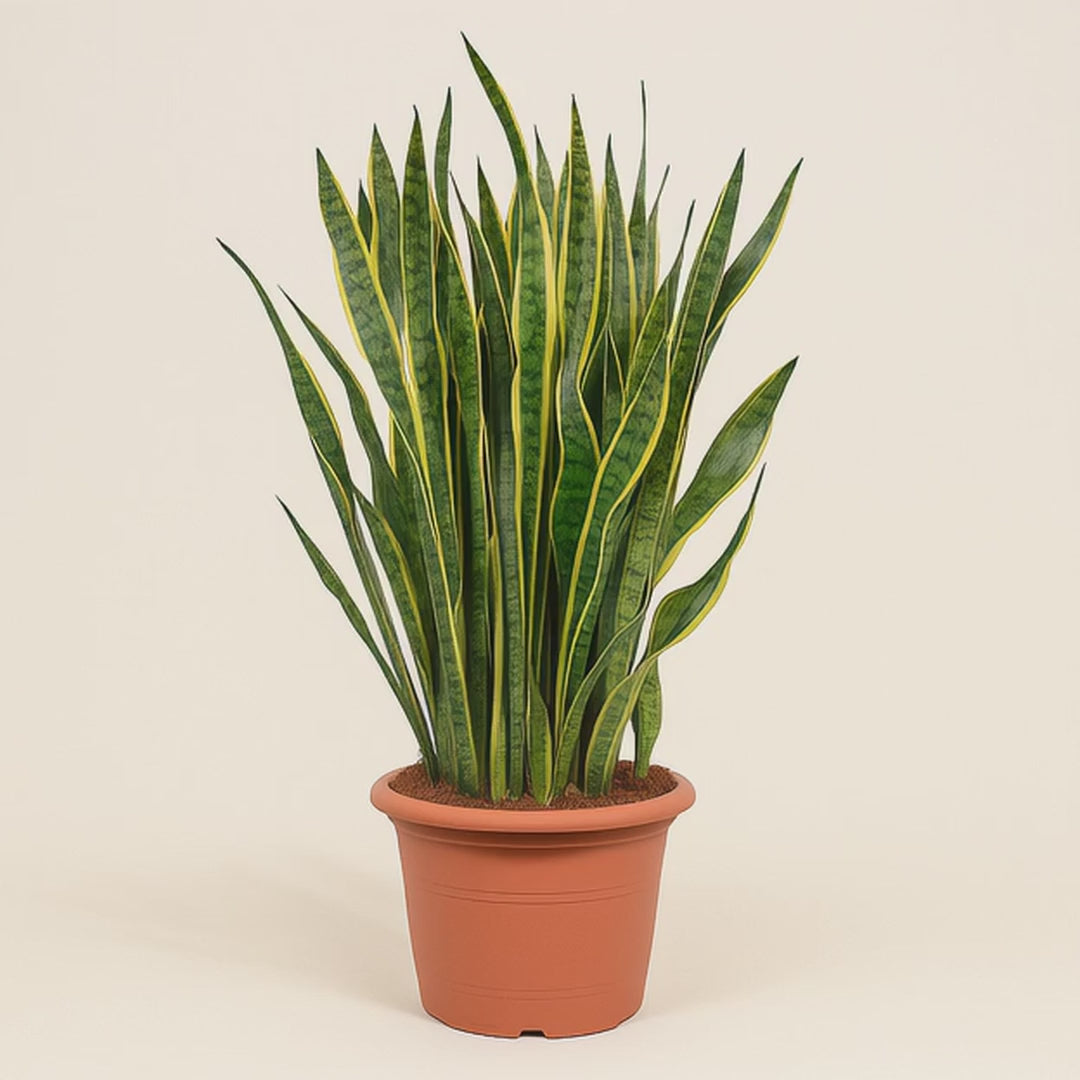 Sansevieria Laurentii - 100 cm - ø35