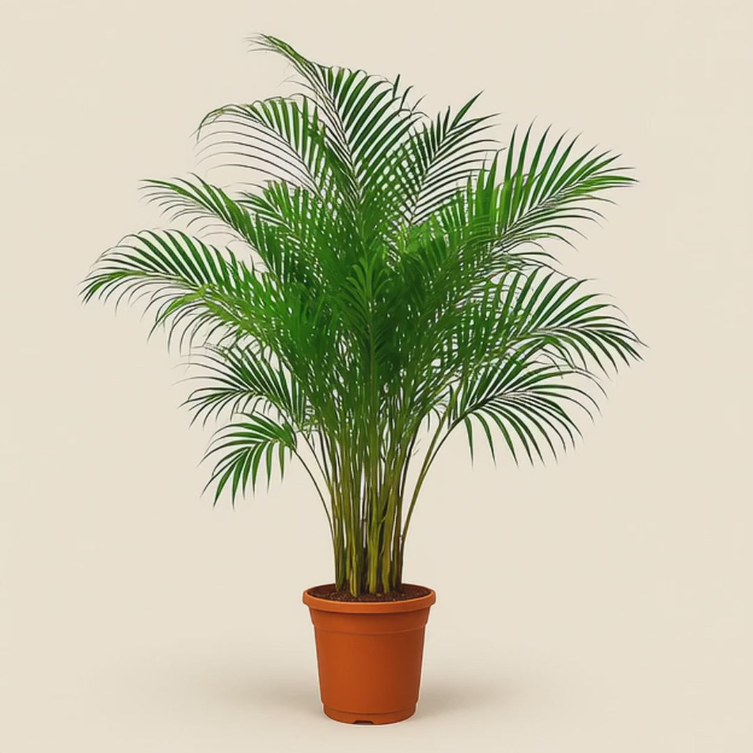Areca Palm - Dypsis lutescens - 150 cm - ø30