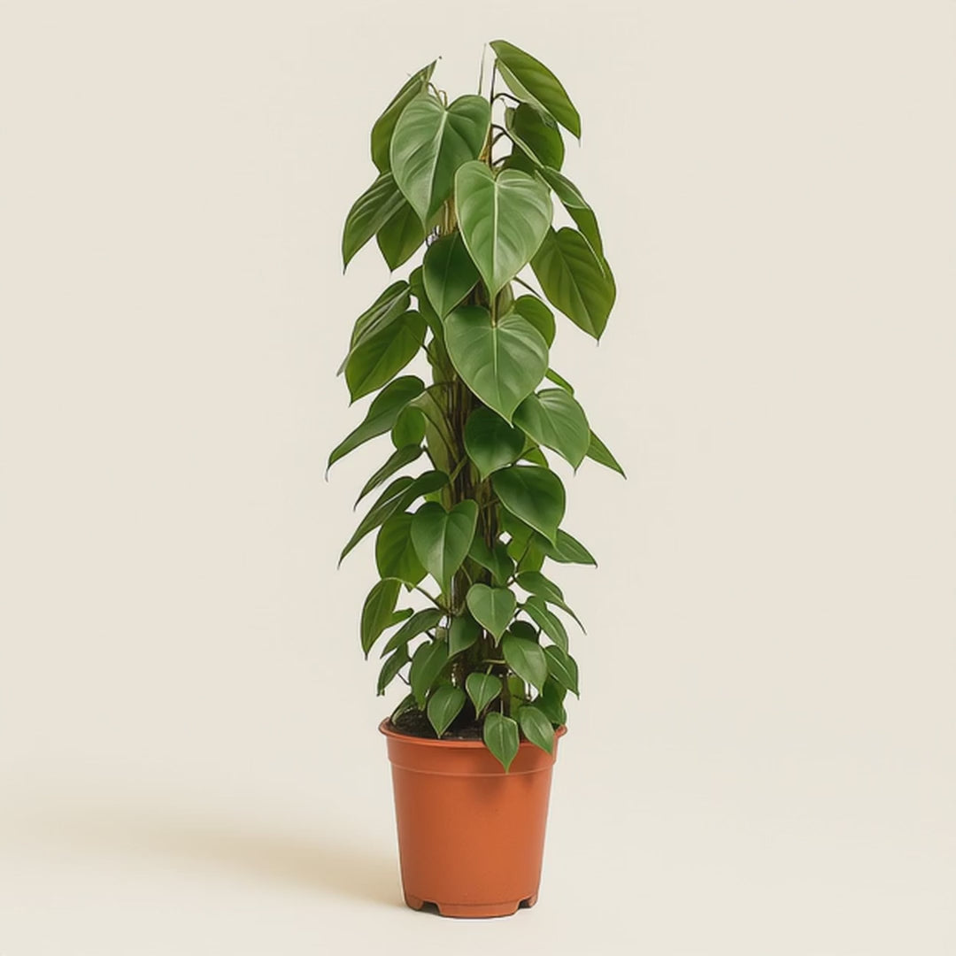 Herzblatt-Philodendron – Philodendron hederaceum - 120cm - Ø24cm