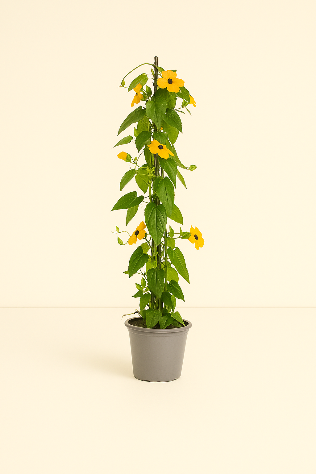 4x 'Sunny Susy New Orange' – Black-eyed Susan Vine – Thunbergia alata ' - Luna's Leaf Co.