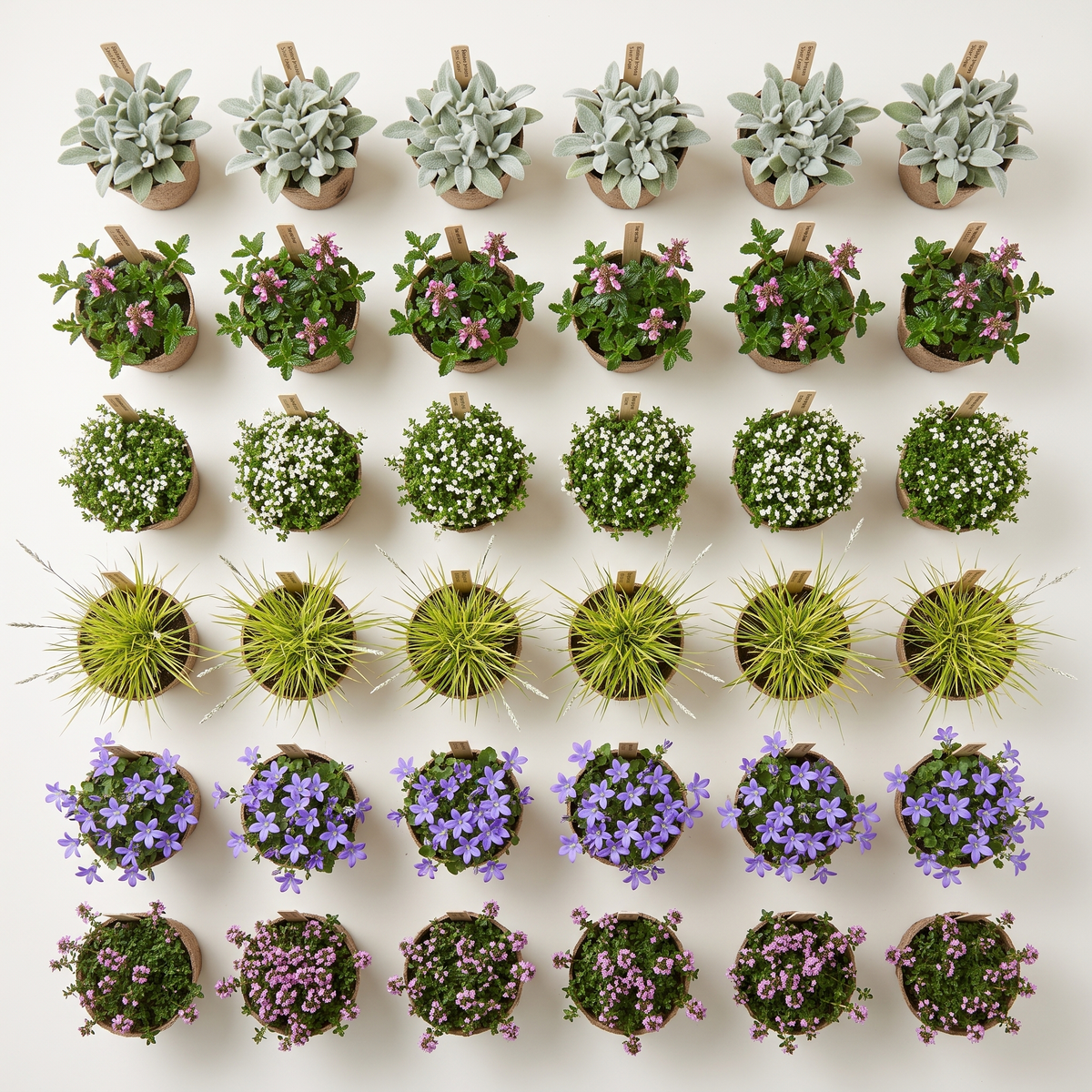Pflanzenpaket Silver Dry Garden L mit 36 Stauden von oben