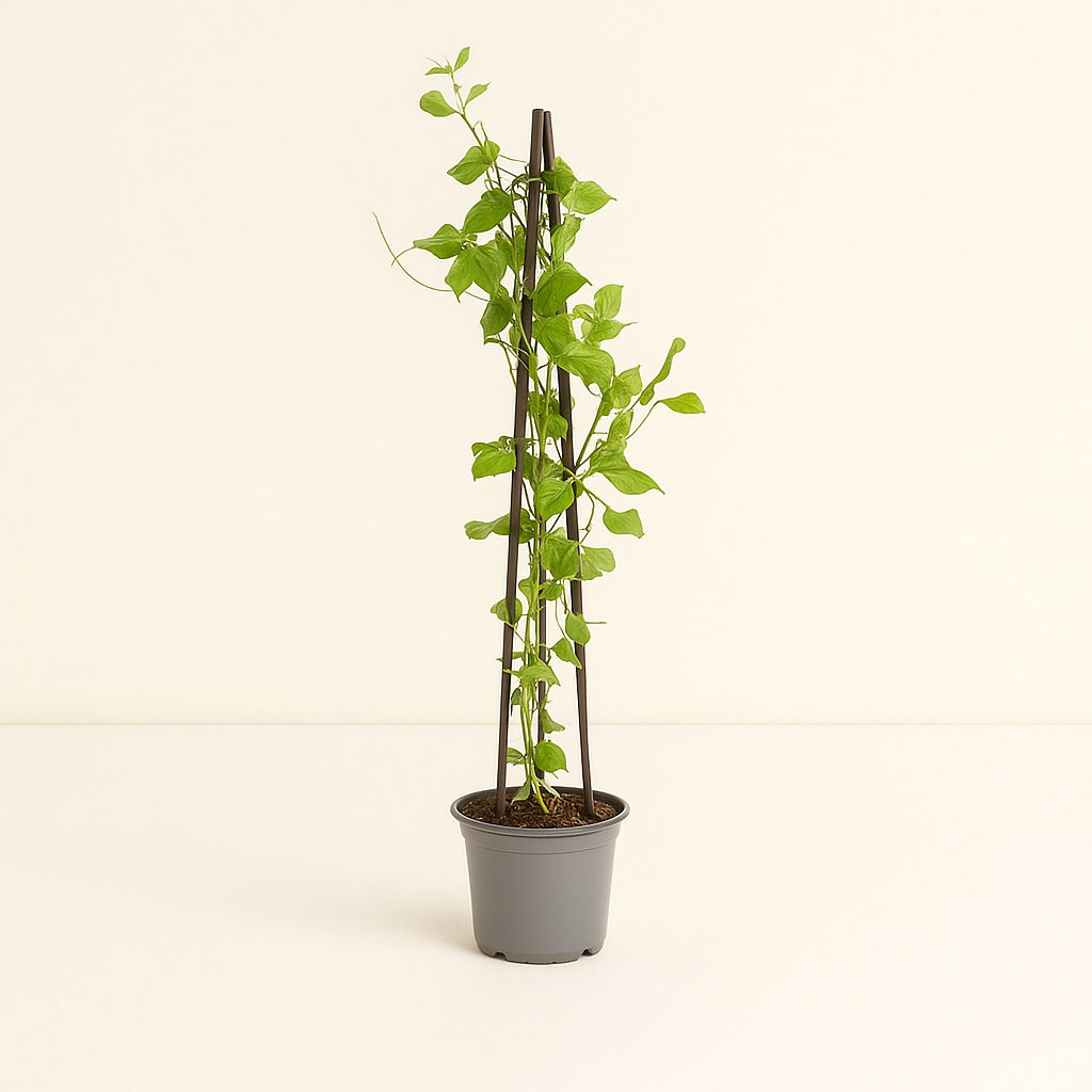 4x Sweet Pea – Lathyrus odoratus - Luna's Leaf Co.