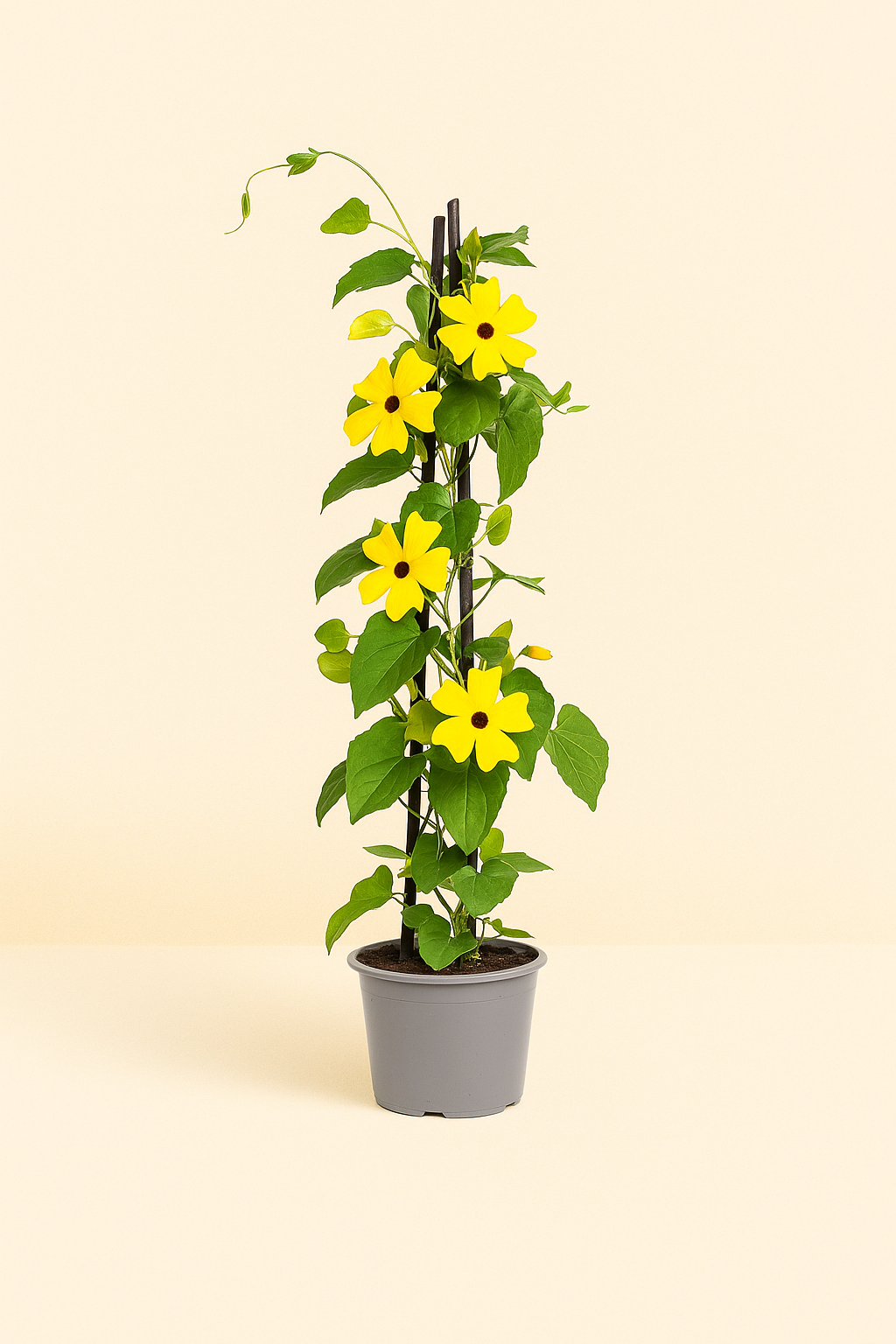 4x Sunny Susy Yellow – Black-eyed Susan Vine – Thunbergia alata - Luna's Leaf Co.
