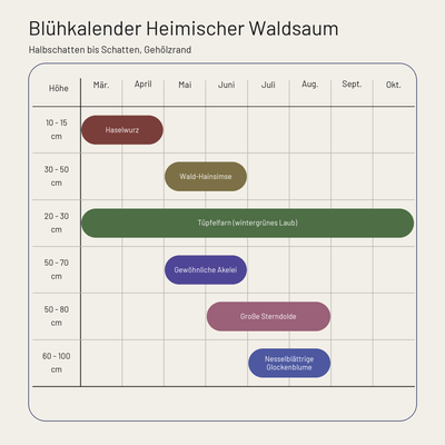 Staudenbeet Heimischer Waldsaum - 72 Pflanzen - Größe XL