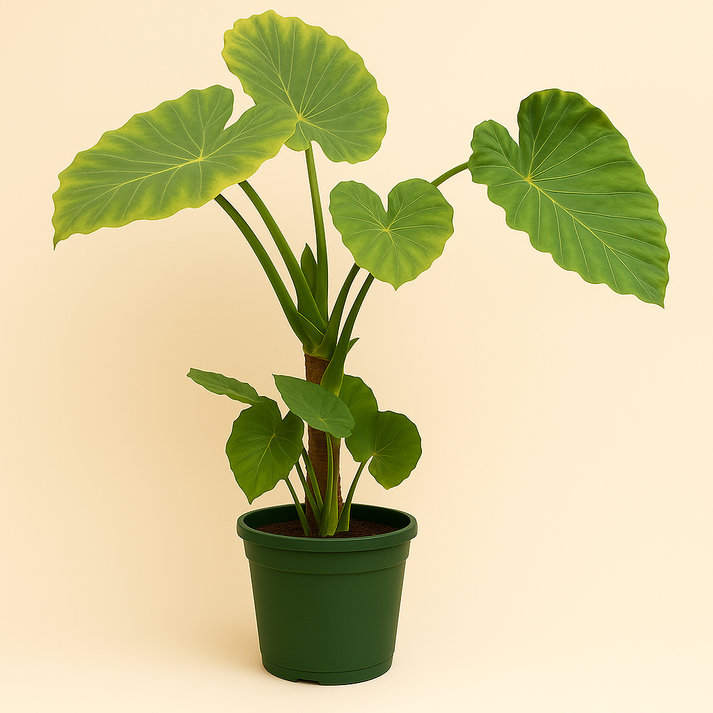 Pfeilblatt Portodora mit Stamm – Alocasia portodora - 180cm - Ø40 cm - Luna's Leaf Co. 