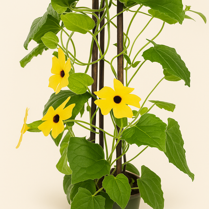 4x Sunny Susy Yellow – Black-eyed Susan Vine – Thunbergia alata - Luna's Leaf Co. 