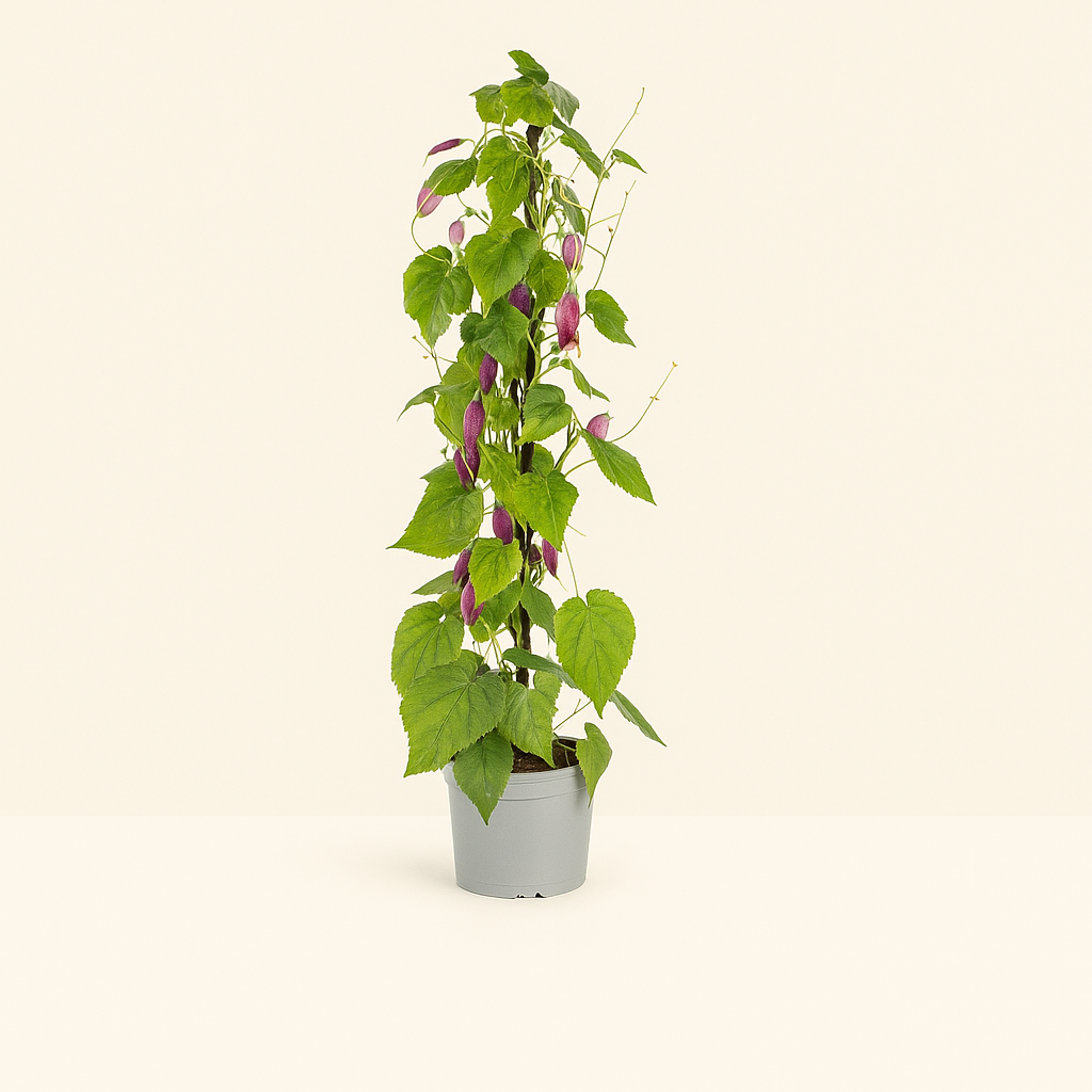 4x Mix aus Kletterpflanzen: Rhodochiton, Cobea, Lathyrus & Ipomoea - Luna's Leaf Co. 