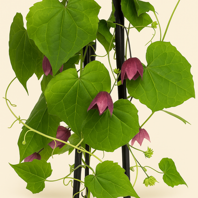4x Purple Bells – Rhodochiton atrosanguineum - Luna's Leaf Co. 