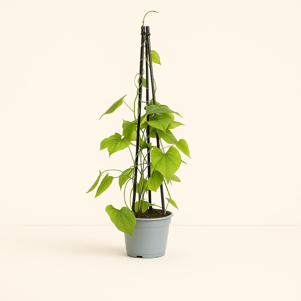 4x Mix aus Kletterpflanzen: Rhodochiton, Cobea, Lathyrus & Ipomoea - Luna's Leaf Co. 
