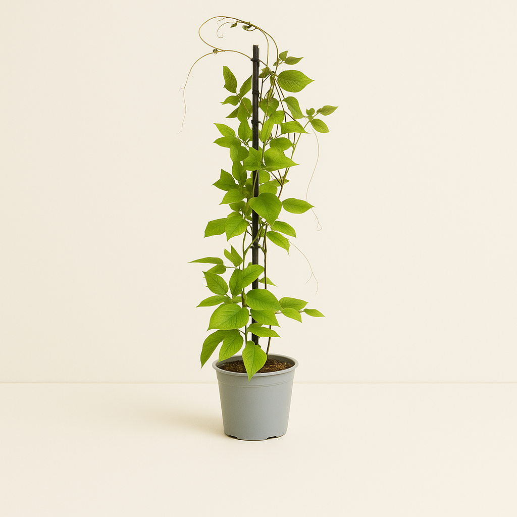 4x Mix aus Kletterpflanzen: Rhodochiton, Cobea, Lathyrus & Ipomoea - Luna's Leaf Co. 