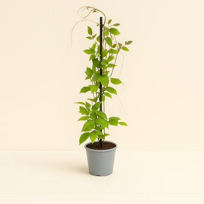 4x Glockenrebe 'Violet Blue' – Cup-and-Saucer Vine – Cobea scandens 'Violet Blue' - Luna's Leaf Co. 