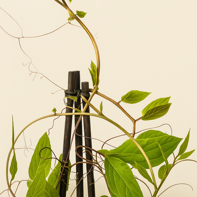 4x Glockenrebe 'Violet Blue' – Cup-and-Saucer Vine – Cobea scandens 'Violet Blue' - Luna's Leaf Co. 