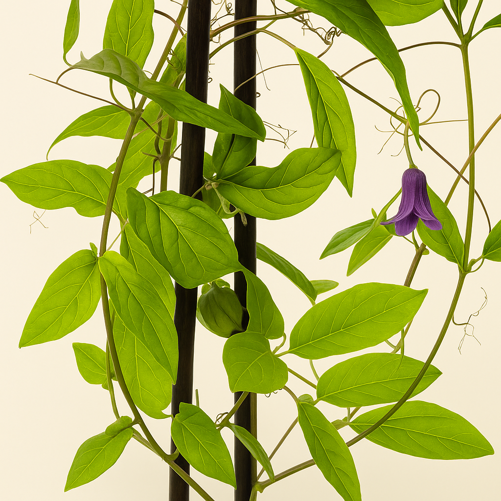 4x Glockenrebe 'Violet Blue' – Cup-and-Saucer Vine – Cobea scandens 'Violet Blue' - Luna's Leaf Co. 