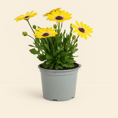 8x Kapmargerite Mix – African Daisy Mix – Osteospermum ecklonis (Sortenmix) - Luna's Leaf Co. 