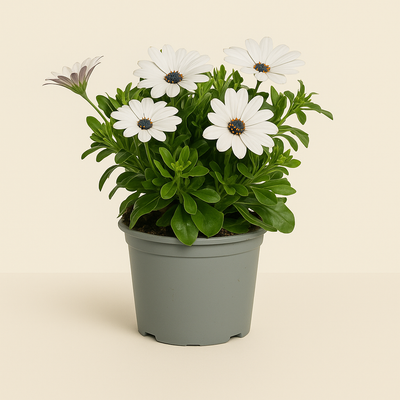 8x Kapmargerite 'Weiß' – African Daisy – Osteospermum ecklonis 'White' - Luna's Leaf Co. 