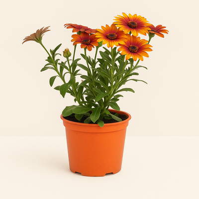 8x Kapmargerite Mix – African Daisy Mix – Osteospermum ecklonis (Sortenmix) - Luna's Leaf Co. 