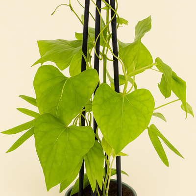 4x Prunkwinde 'Heavenly Blue' – Morning Glory – Ipomoea tricolor 'Heavenly Blue' - Luna's Leaf Co. 