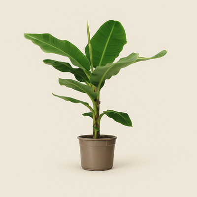 Bananenpflanze – Musa - 140 cm, Ø 27 cm - Luna's Leaf Co. 