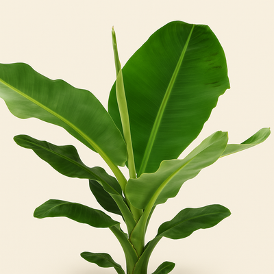 Bananenpflanze – Musa - 140 cm, Ø 27 cm - Luna's Leaf Co. 