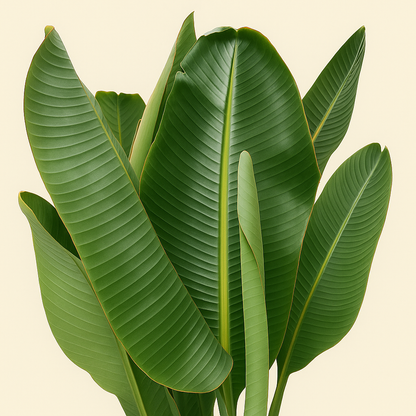 Baum-Strelitzie – Strelitzia nicolai - 170 cm - ⌀24 - Luna's Leaf Co. 