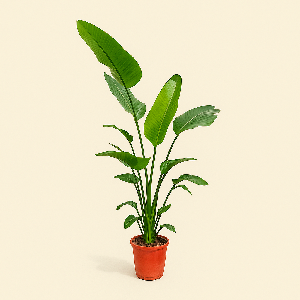 Baumstrelitzie – Giant White Bird of Paradise – Strelitzia nicolai - 190 cm - ø25-27 - Luna's Leaf Co. 