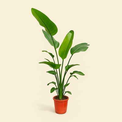 Baumstrelitzie – Giant White Bird of Paradise – Strelitzia nicolai - 190 cm - ø25-27 - Luna's Leaf Co. 