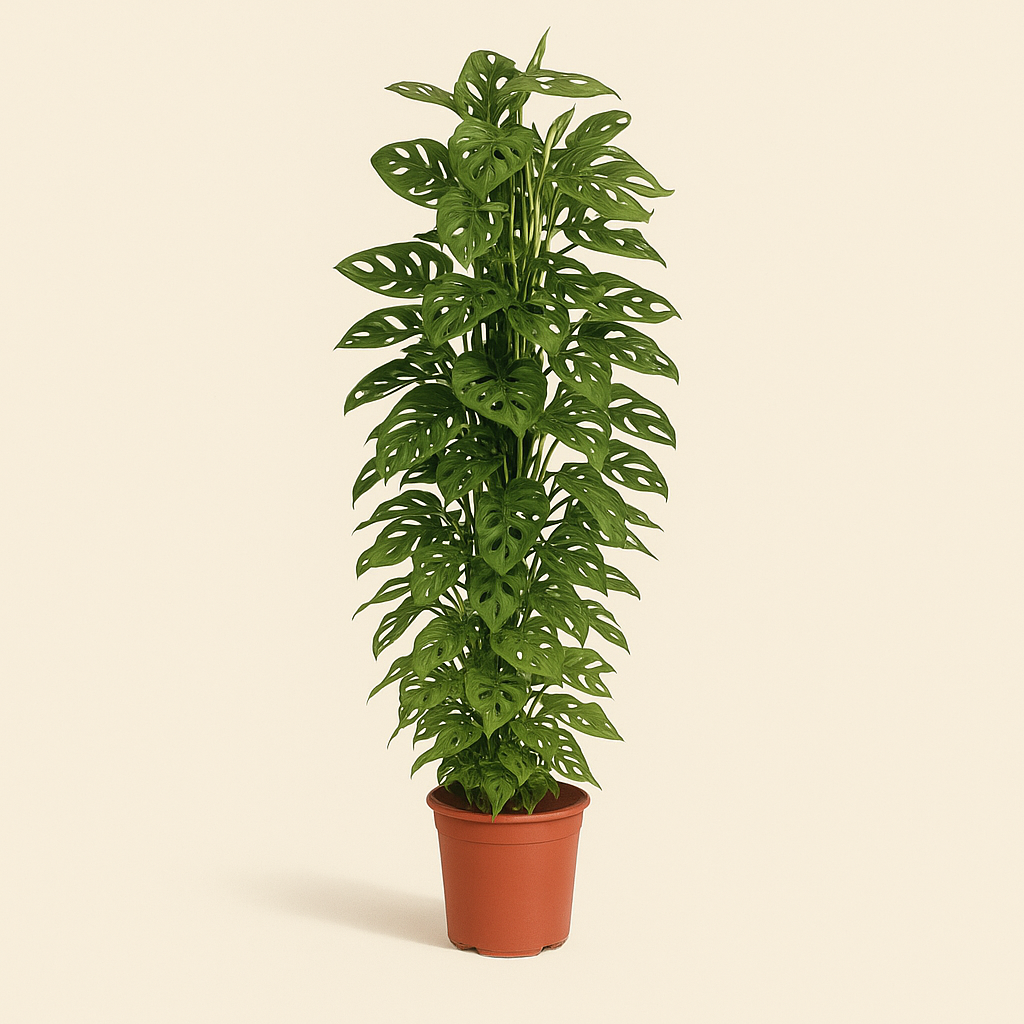 Monkey Leaf XXL – Fensterblatt mit Rankgitter – Monstera adansonii - 170 cm - ø27 - Luna's Leaf Co. 