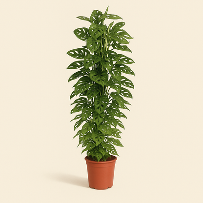 Monkey Leaf XXL – Fensterblatt mit Rankgitter – Monstera adansonii - 170 cm - ø27 - Luna's Leaf Co. 