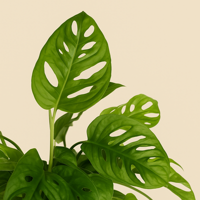 Monkey Leaf XXL – Fensterblatt mit Rankgitter – Monstera adansonii - 180 cm - ø27 - Luna's Leaf Co. 