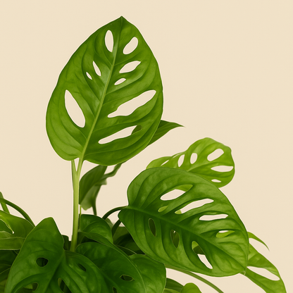 Monkey Leaf XXL – Fensterblatt mit Rankgitter – Monstera adansonii - 170 cm - ø27 - Luna's Leaf Co. 