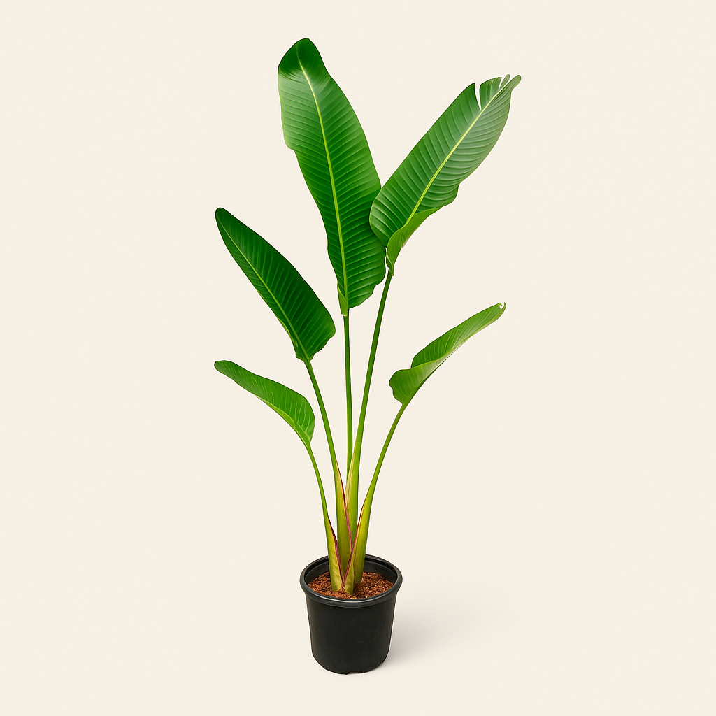 Weiße Baum-Strelitzie – Strelitzia augusta - 180cm - ⌀30 - Luna's Leaf Co. 
