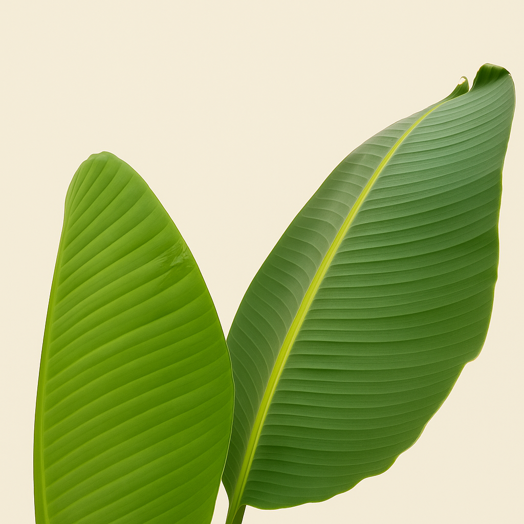 Weiße Baum-Strelitzie – Strelitzia augusta - 180cm - ⌀30 - Luna's Leaf Co. 