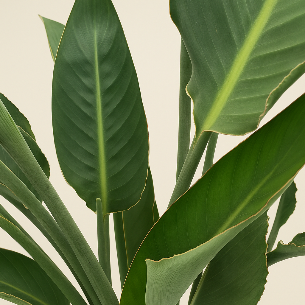 Paradiesvogelblume – Strelitzia reginae - 160cm - ⌀30 - Luna's Leaf Co. 