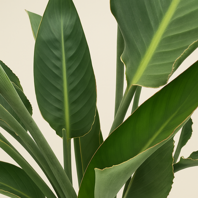 Paradiesvogelblume – Strelitzia reginae - 160cm - ⌀30 - Luna's Leaf Co. 