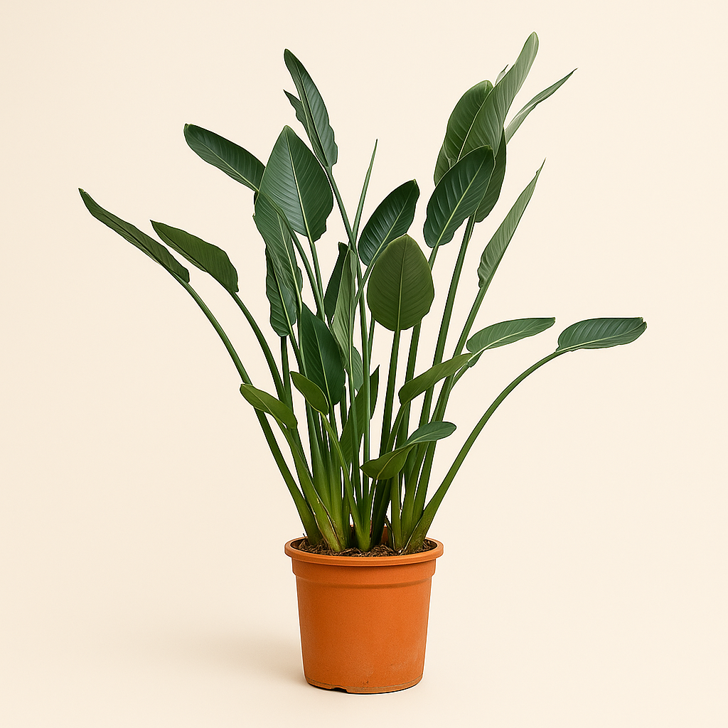 Paradiesvogelblume – Strelitzia reginae - 160cm - ⌀30 - Luna's Leaf Co. 