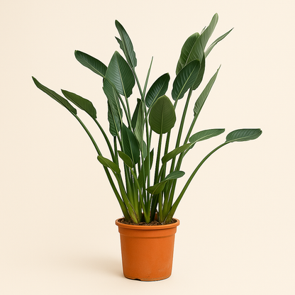 Paradiesvogelblume – Strelitzia reginae - 160cm - ⌀30 - Luna's Leaf Co. 
