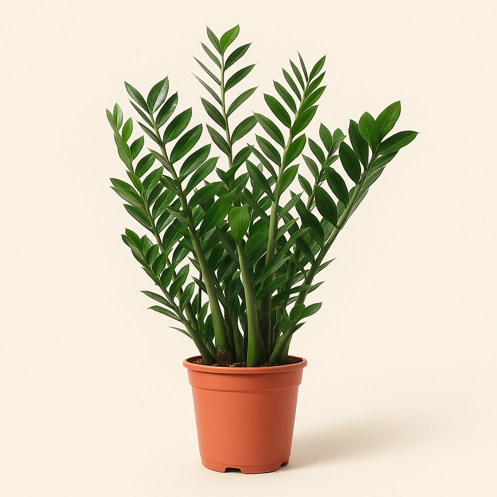 Glücksfeder – Zamioculcas zamiifolia - 100 cm - ø27 - Luna's Leaf Co. 