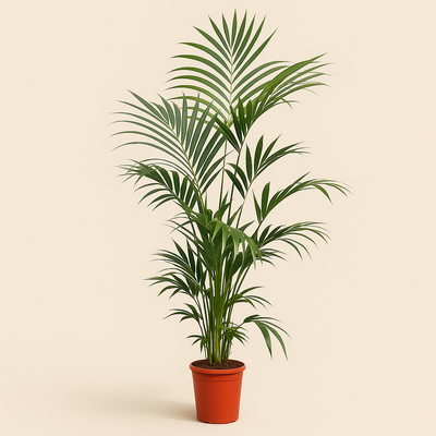 Kentia-Palme – Howea forsteriana - 200 cm - ø24 - Luna's Leaf Co. 