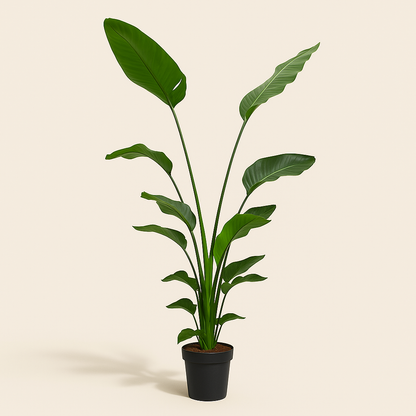 Baum-Strelitzie – Strelitzia nicolai - 170 cm - ⌀24 - Luna's Leaf Co. 