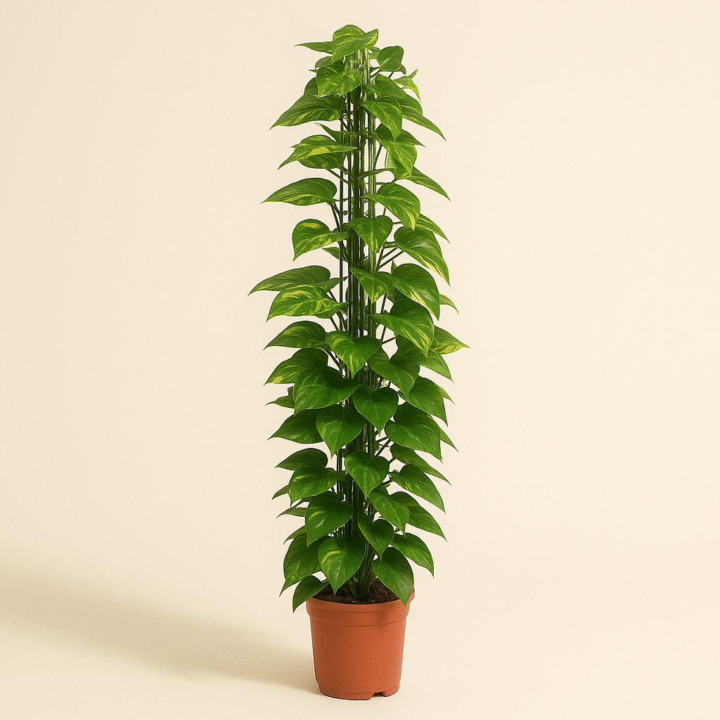 Goldene Efeutute mit Rankgitter – Epipremnum aureum - 160 cm - ø27 - Luna's Leaf Co. 