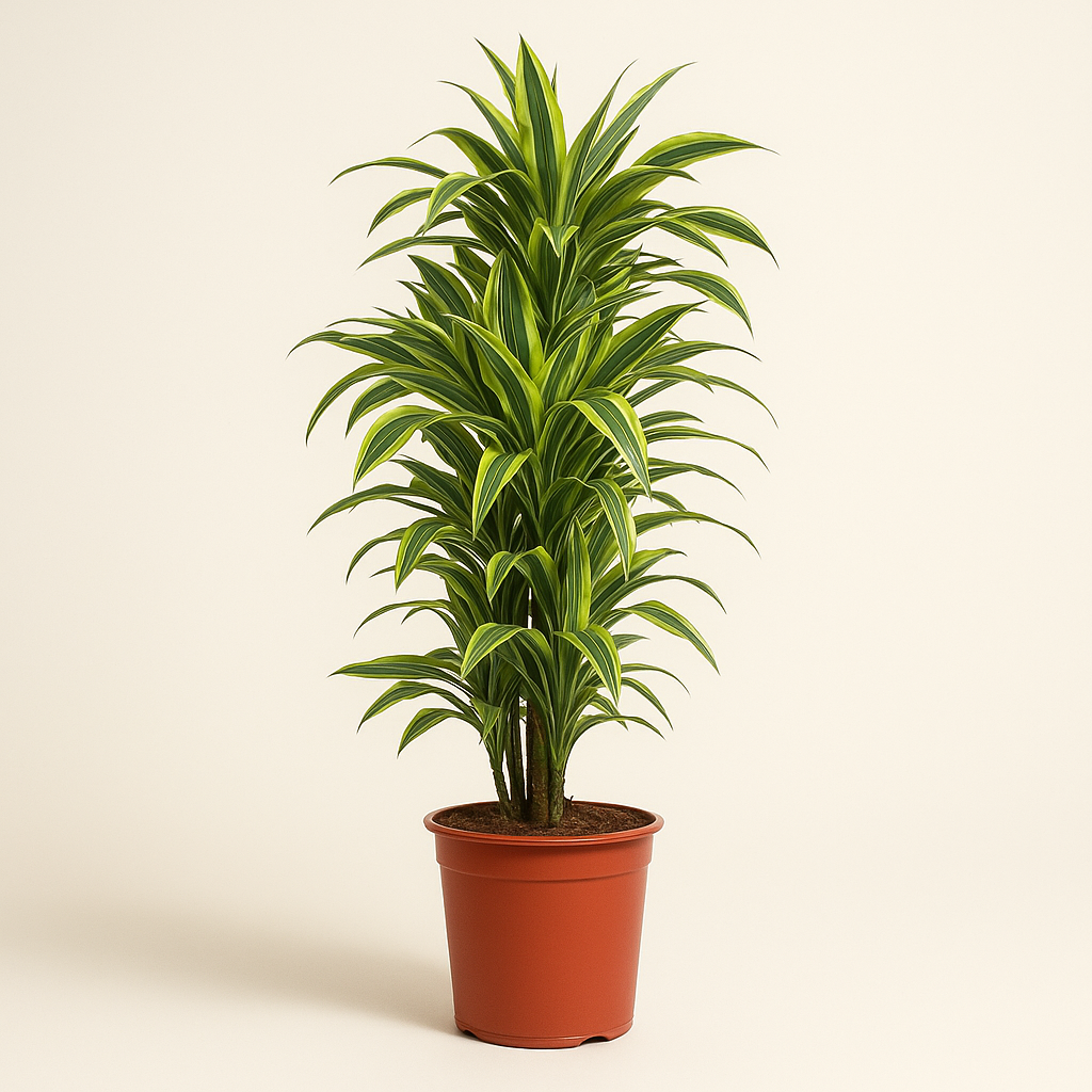 Drachenbaum Lemon Lime - Dracaena Lemon Lime - 150 cm - ø30 - Luna's Leaf Co. 