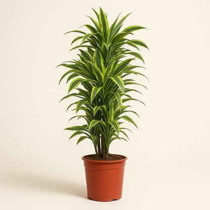 Drachenbaum Lemon Lime - Dracaena Lemon Lime - 150 cm - ø30 - Luna's Leaf Co. 