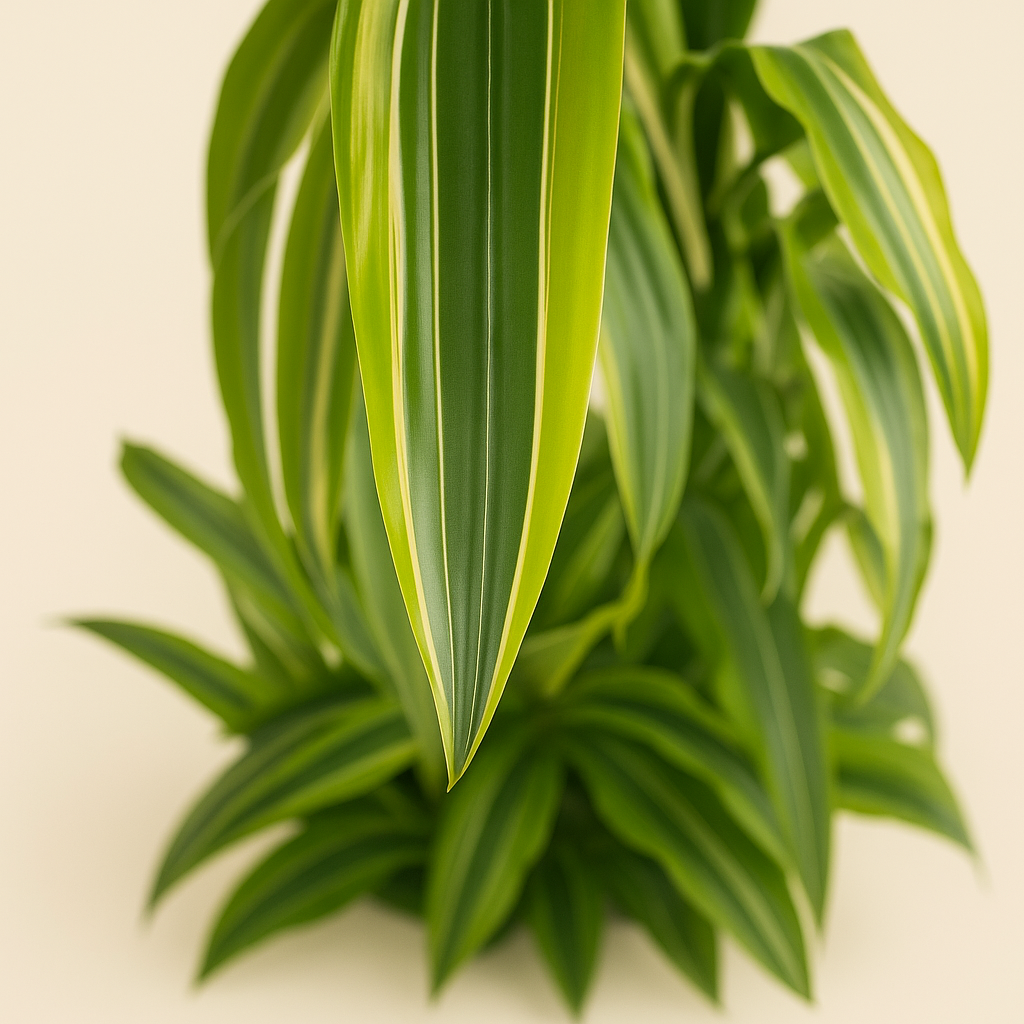 Drachenbaum Lemon Lime - Dracaena Lemon Lime - 150 cm - ø30 - Luna's Leaf Co. 