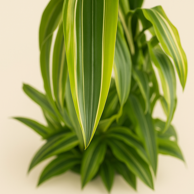 Drachenbaum Lemon Lime - Dracaena Lemon Lime - 150 cm - ø30 - Luna's Leaf Co. 