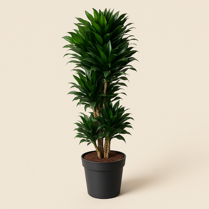 Drachenbaum Compacta vertakt – Dracaena fragrans 'Compacta' - 140 cm - ø31 - Luna's Leaf Co. 