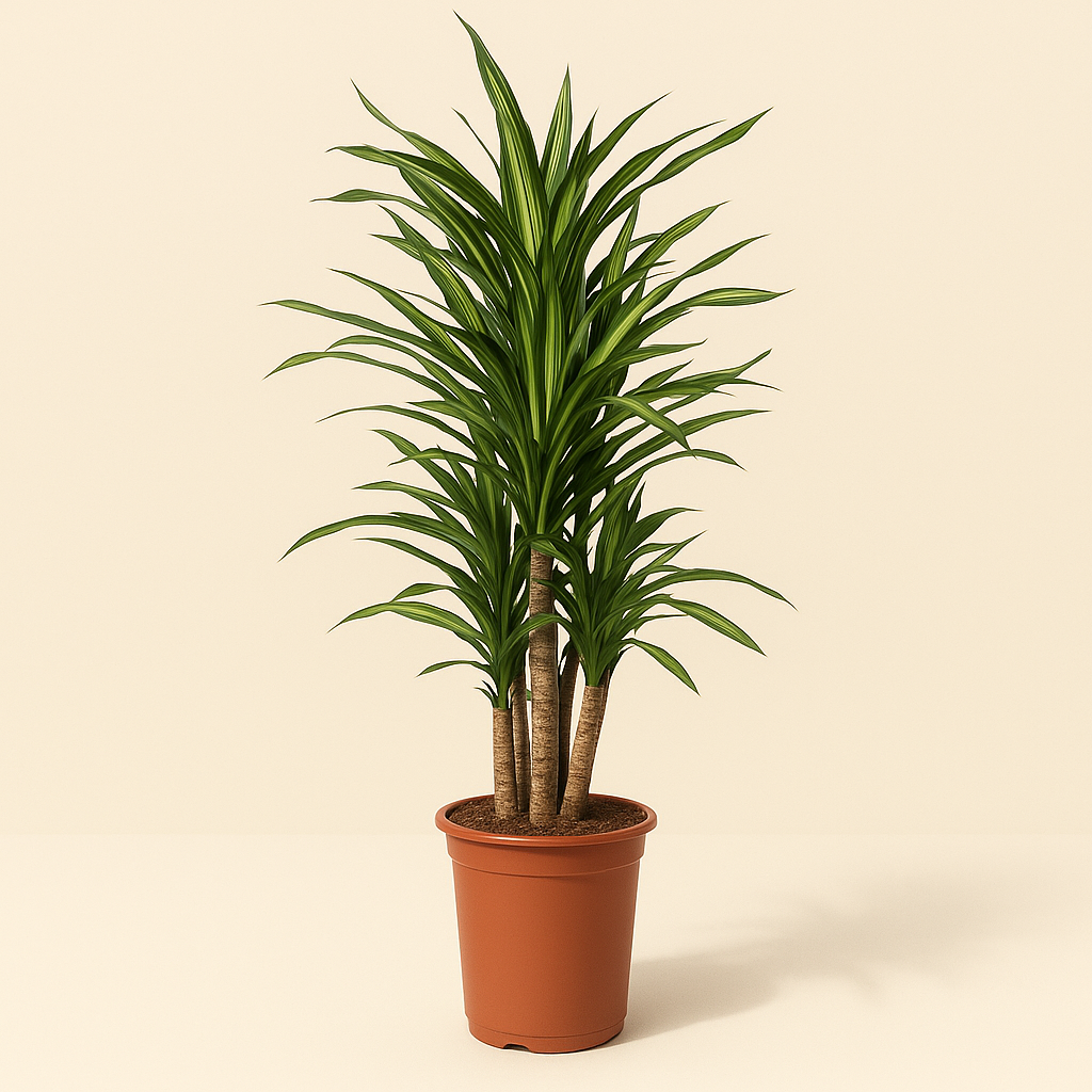 Drachenbaum Riki – Dracaena reflexa 'Riki' - 140 cm - ø30 - Luna's Leaf Co. 