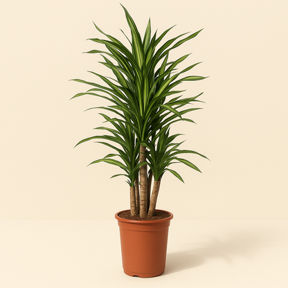 Drachenbaum Riki – Dracaena reflexa 'Riki' - 140 cm - ø30 - Luna's Leaf Co. 