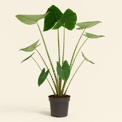 Pfeilblatt Zebrina – Alocasia zebrina - 80 cm - Ø21cm - Luna's Leaf Co. 