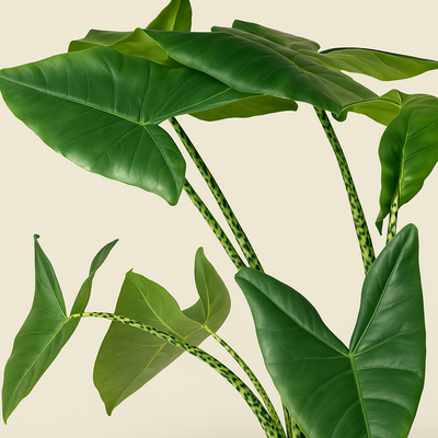 Pfeilblatt Zebrina – Alocasia zebrina - 80 cm - Ø21cm - Luna's Leaf Co. 