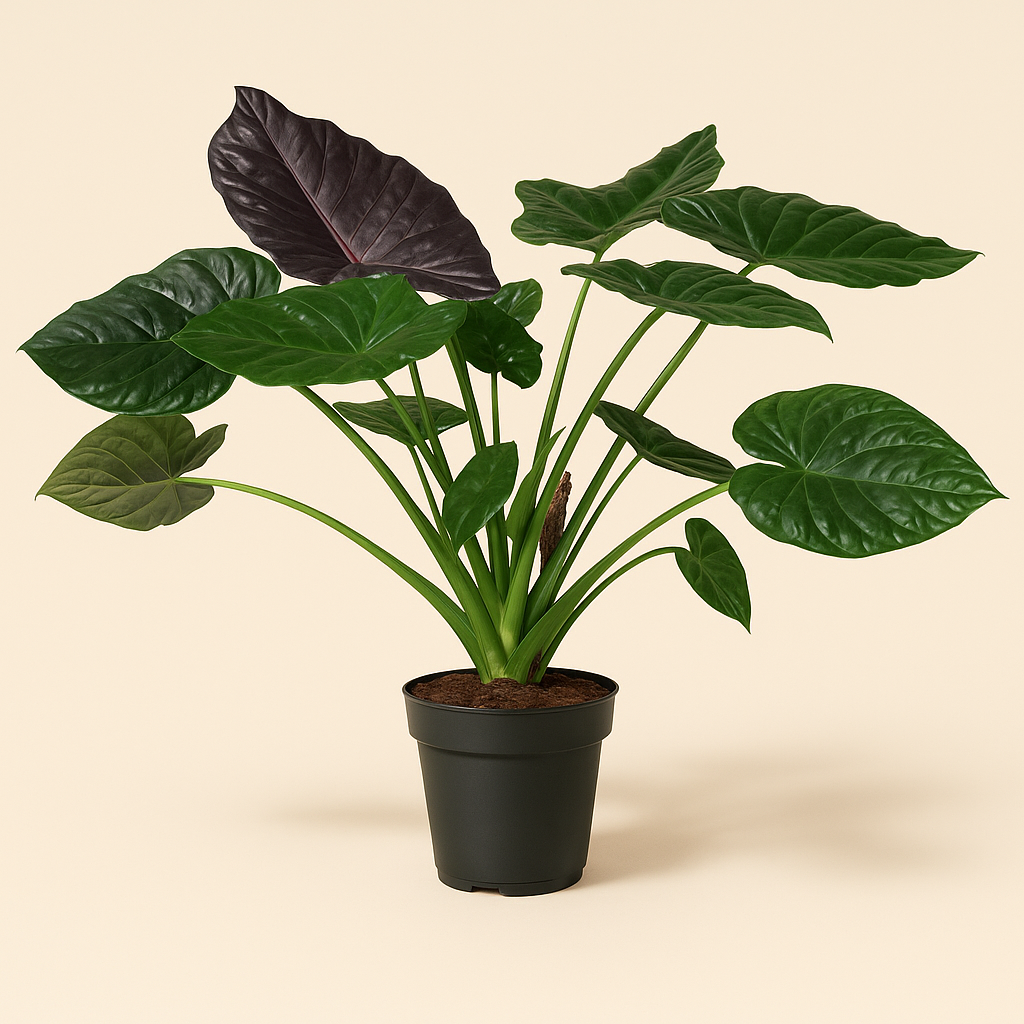 Pfeilblatt Wentii – Alocasia wentii - 120 cm - ø32 - Luna's Leaf Co. 